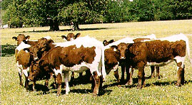 A herd of Pinzgauer cattle.