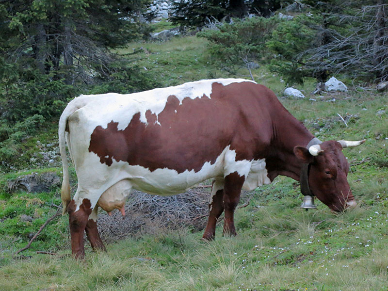 A Pinzgauer cow in a field.
