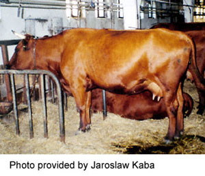A Polish Red cow.