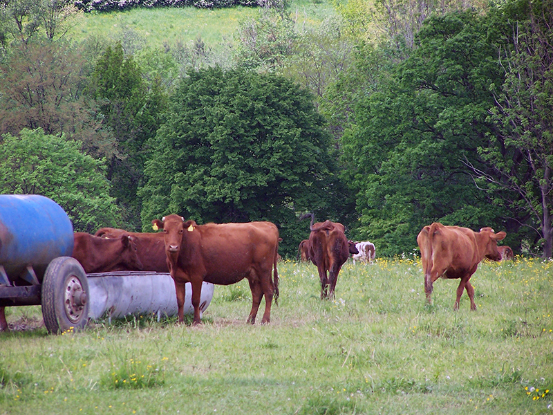 Polish red cattle in a field.