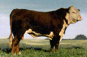 A Polled Hereford bull.