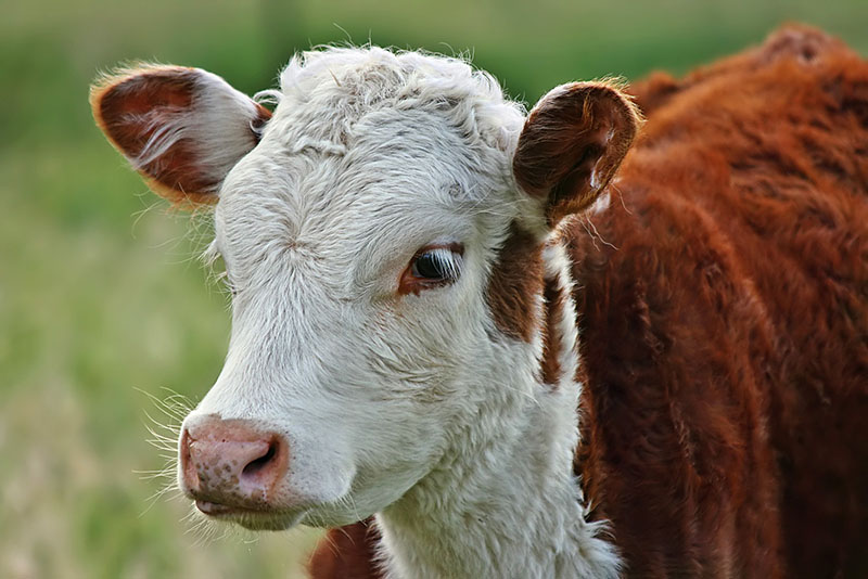 A headshot of a polled hereford calf.