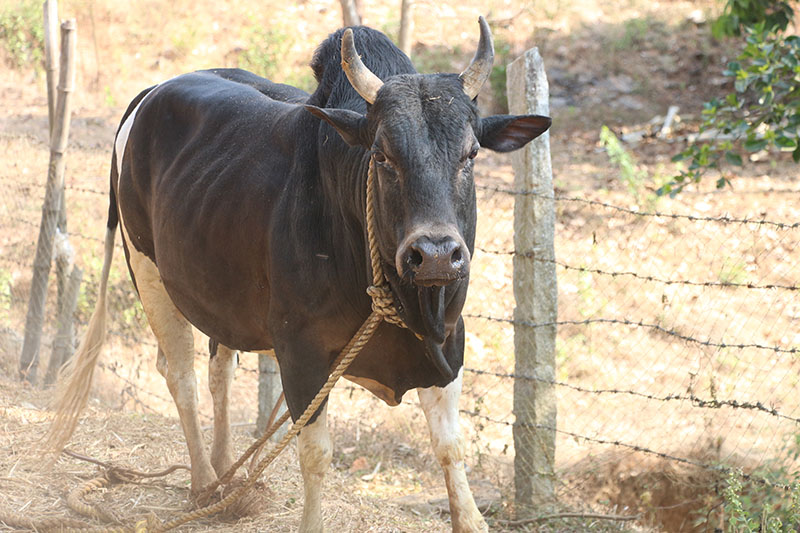 A ponwar cow standing along a fence.