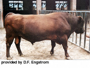A Qinchuan bull.