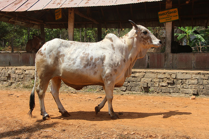 A Rathi steer walking down a road.