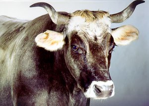 Head shot of a Rätien Gray cow