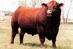 A Red Angus bull.