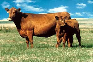 A Red Angus cow and calf.