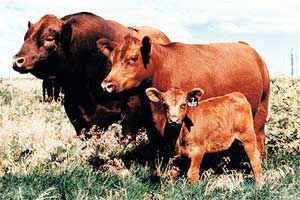 A Red Angus bull, cow and calf.