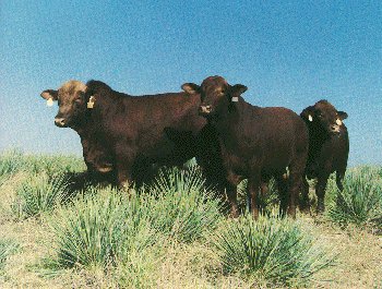 A Red Brangus bull and cows.