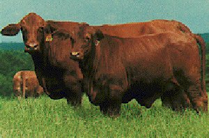 A Red Brangus bull and cow.