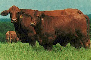 american red brangus cattle