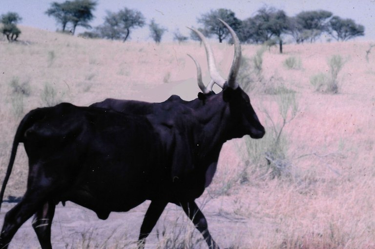 A Red Fulani cow.