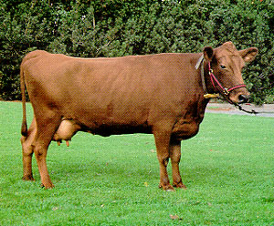 A Red Polled Ostland cow.