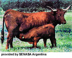 A Retinta cow and calf.