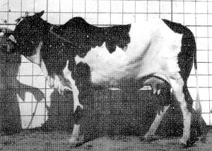 A Rojhan cow.