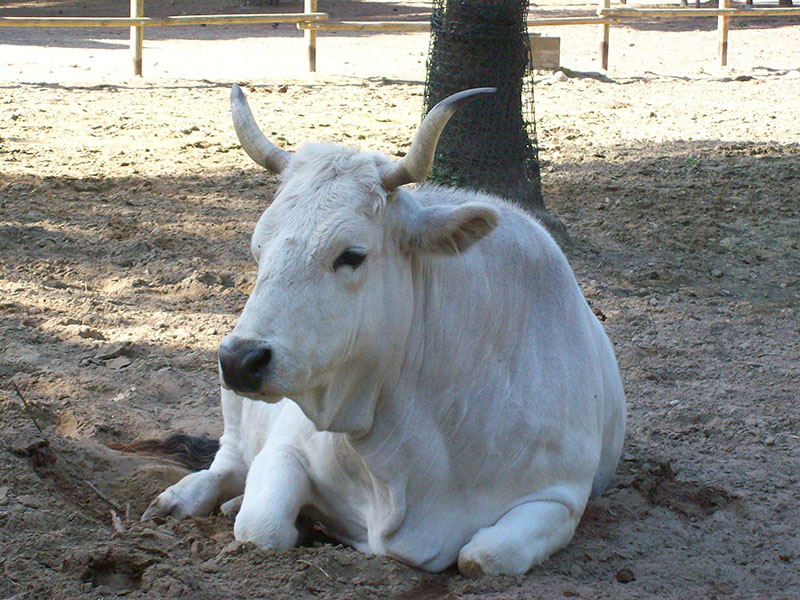 A white romagnola laying down in the dirt.