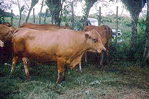 A Romosinuano cow.