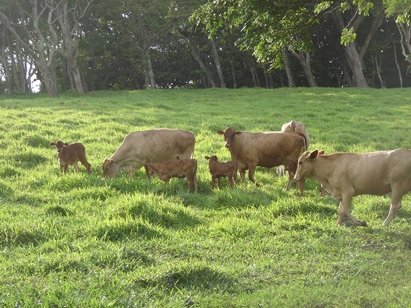 Romosinuano cattle in a field.