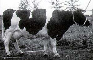 A Russian Black Pied cow.
