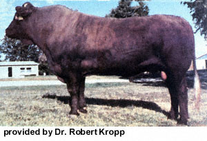 A Salers bull.