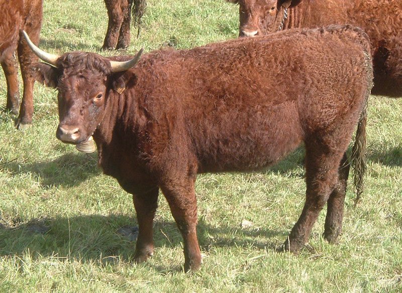 american cow breeds