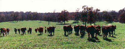 A herd of Salorn cattle.