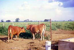 Two San Martinero cows.