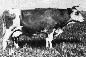A Sanhe cow.