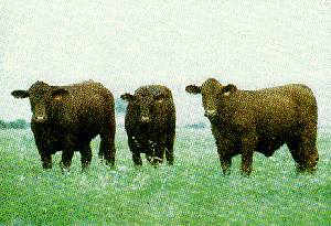 A group of Santa Cruz cattle.