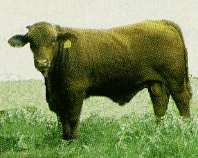 A Santa Cruz bull.