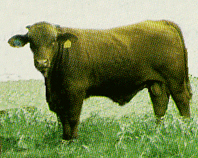 Santa Cruz Cattle Oklahoma State University