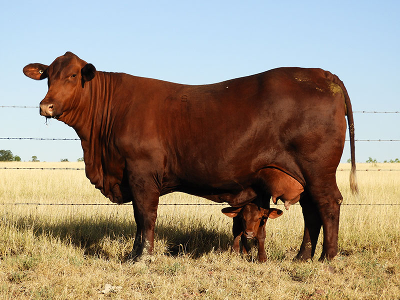 A Santa Gertrudis cow and calf.