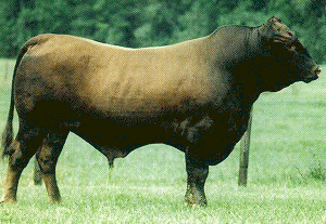 A Senepol bull.