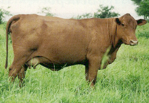 A Senepol cow.