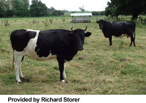 Two Shetland cows.