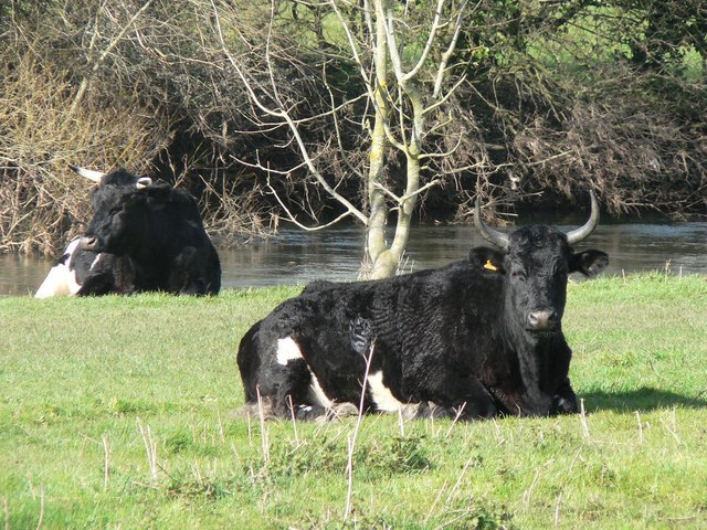 Shetland cattle.