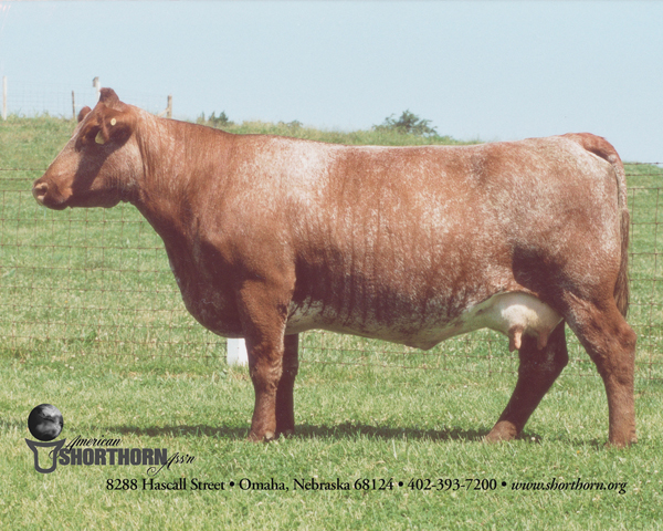 A Shorthorn cow.