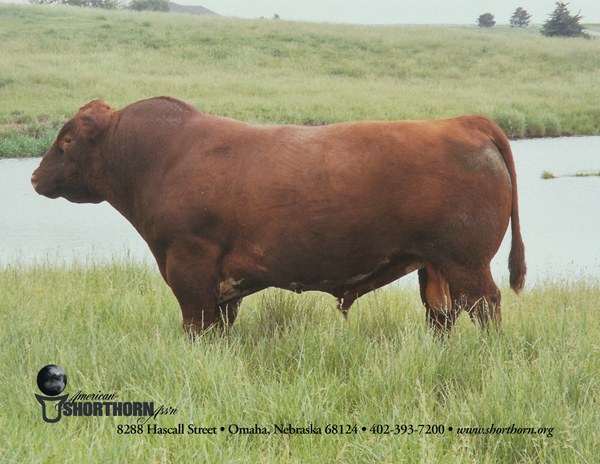 A Shorthorn bull.