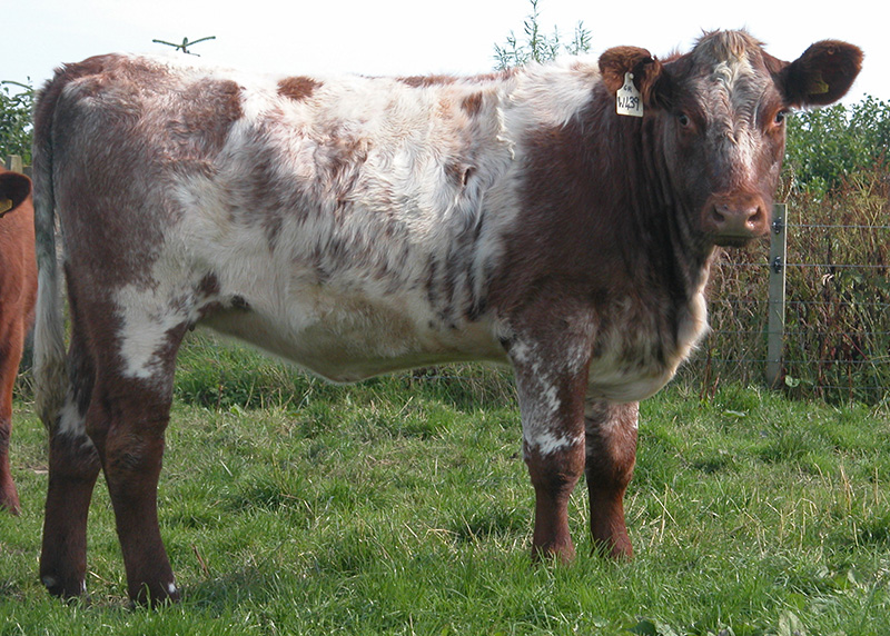 A shorthorn heifer standing in the grass.
