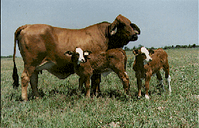 A Simbrah cow and two calves.