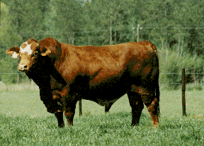 A Simbrah bull.