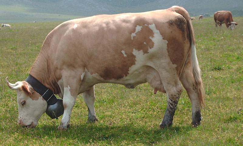 Simmental Cattle Oklahoma State University 