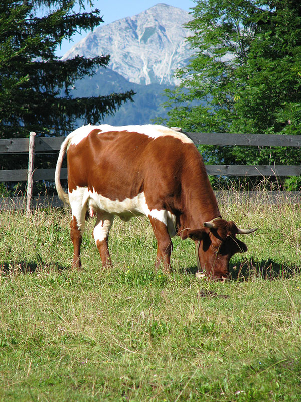 A Slovenian Cika cow eating grass.