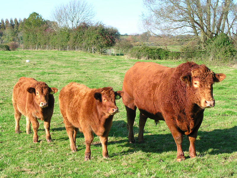 South Devon cattle in a pasture.