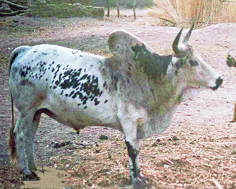 A Sudanese Fulani cow.