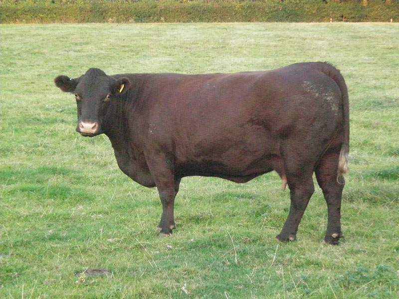 A sussex cow.