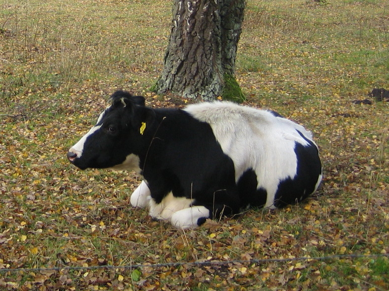 A swedish fresian cow.