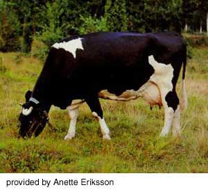 A Swedish Friesian cow.