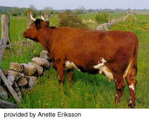 A Swedish Red and White cow.